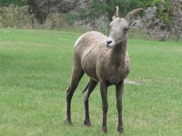 Bighorn